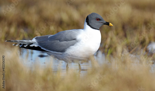 Sabine's Gull, Xema sabini