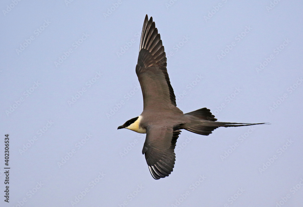 Long-tailed Jaeger, Stercorarius longicaudus Long-tailed Jaeger, Stercorarius longicaudus
