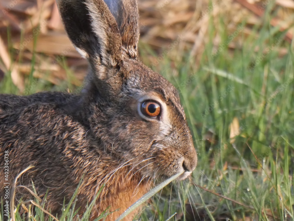 Fototapeta premium hare
