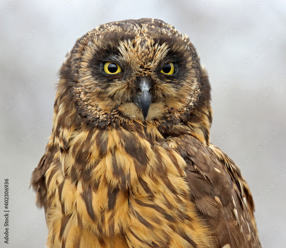 Obraz premium Galapagos Short-eared Owl, Asio flammeus galapagoensis