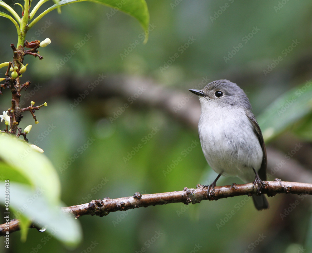 Little Pied Flycatcher, Ficedula westermanni Little Pied Flycatcher, Ficedula westermanni