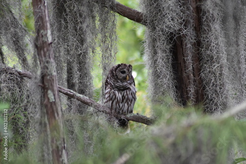 Barred hoot owl sitting on tree branch with spanish moss in Okefenokee swamp photo
