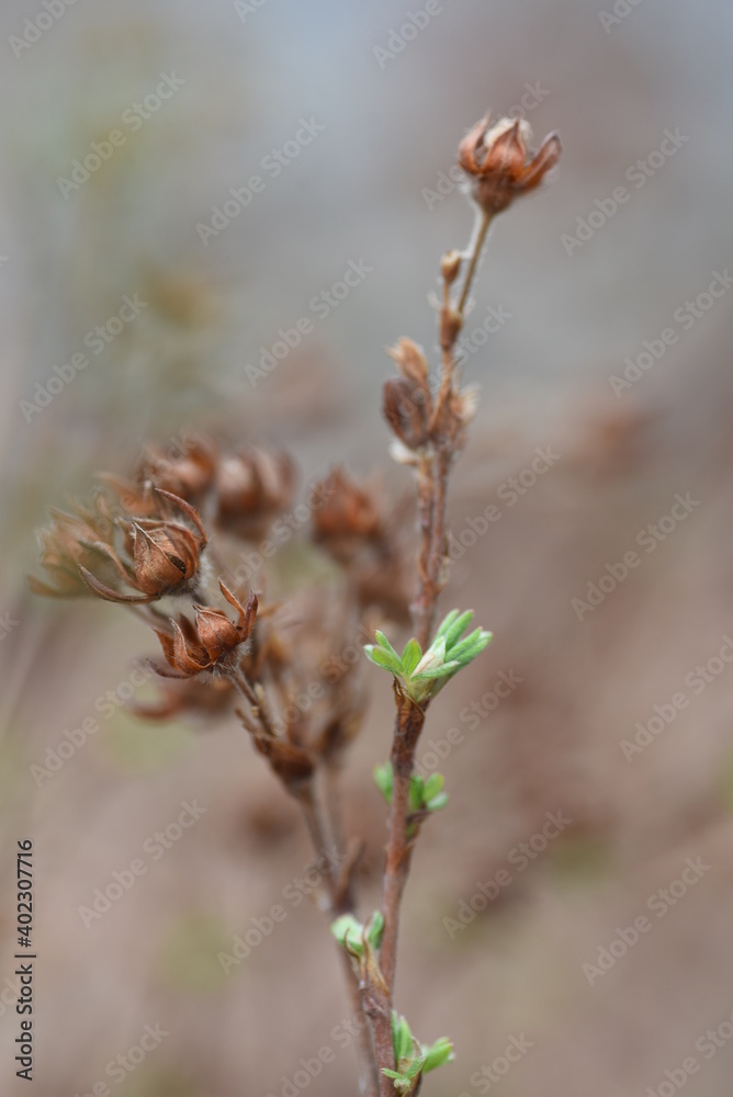 bud of a plant