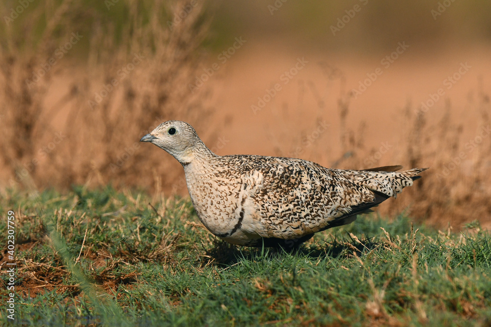 Black-bellied Sandgrouse, Pterocles orientalis Black-bellied Sandgrouse, Pterocles orientalis