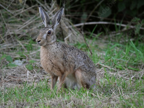 hare © Stobbe