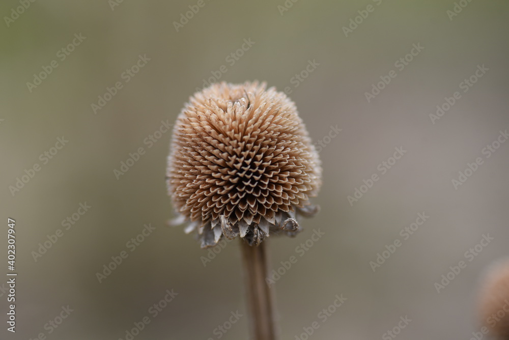 flower bud dry flower bud dry