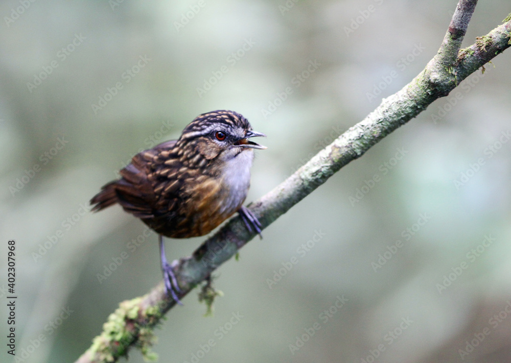 Mountain Wren-Babbler, Gypsophila crassa Mountain Wren-Babbler, Gypsophila crassa