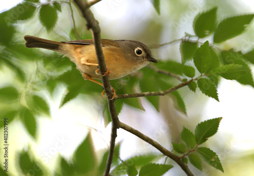 Grey-cheeked Fulvetta, Alcippe morrisonia photo