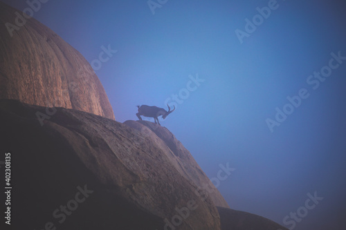 cabras montesas en rebaño 