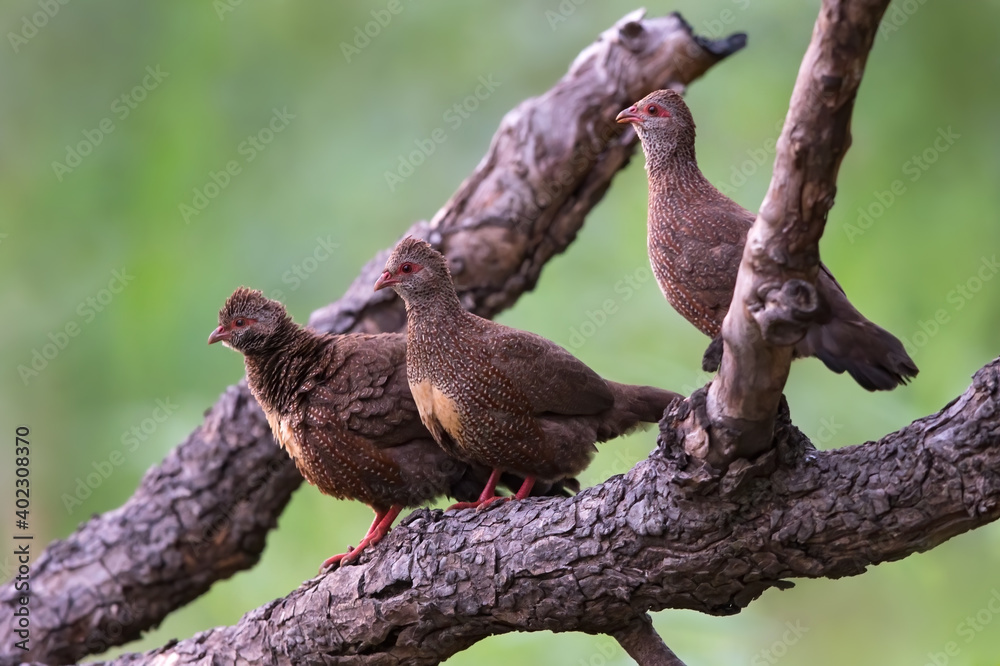 Stone Partridge, Ptilopachus petrosus Stone Partridge, Ptilopachus petrosus