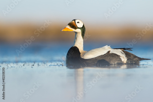 Spectacled Eider, Somateria fischeri