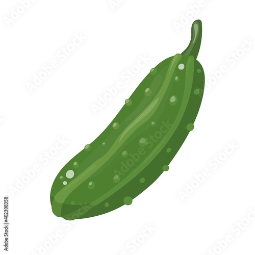 Crispy cucumber vegetables with prickly green skin isolated on white background, for agriculture or vegetarian food themes