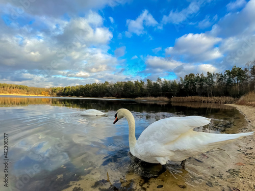 Close-up of a beautiful white swan at a little lake not far away from Frankfurt at a cold day in winter.