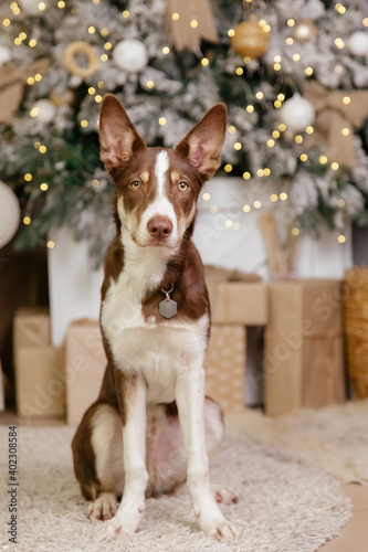 Border collie dog posing at the Christmas decoration.