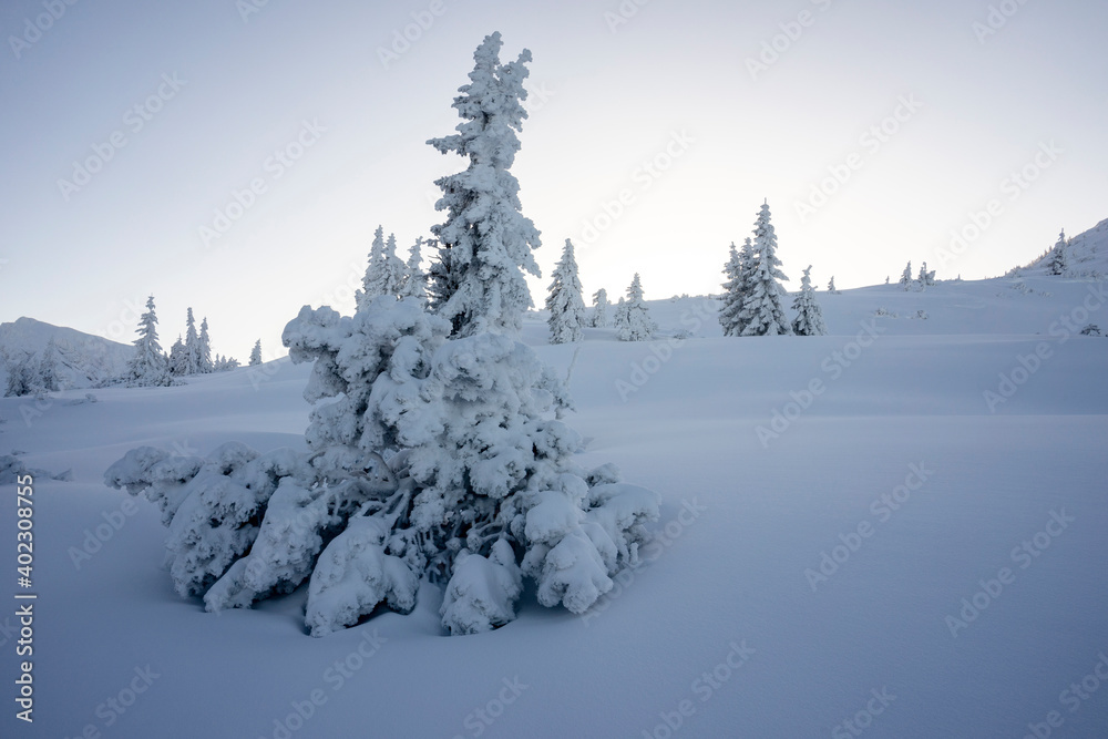 Obraz premium Frozen trees in deep snow. Tatra Mountains.