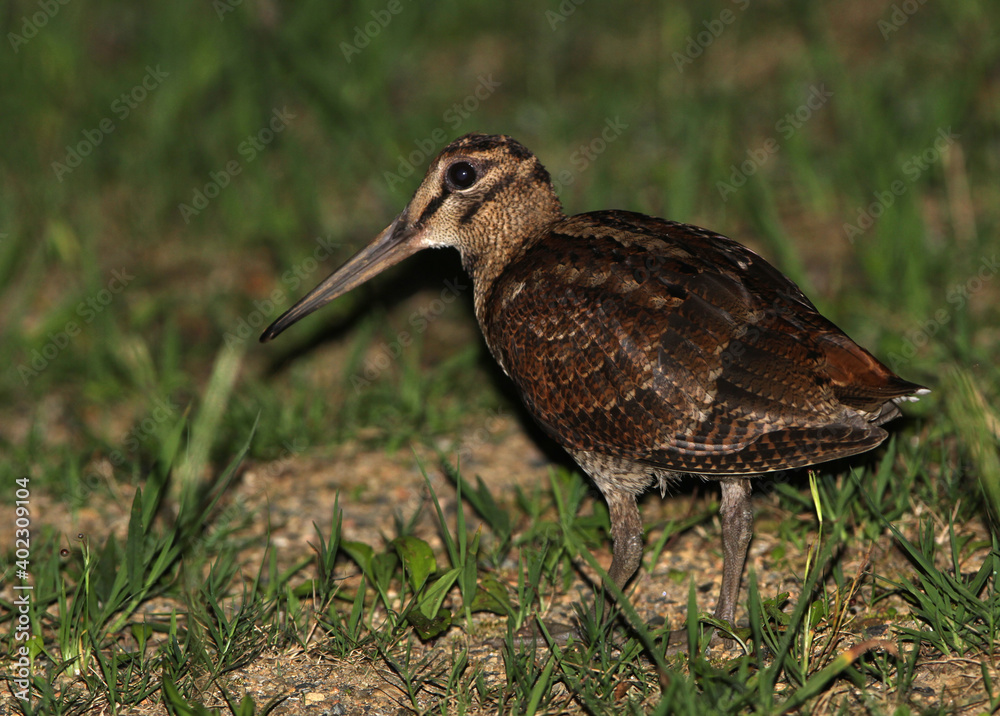 Amami woodcock, Scolopax mira Amami woodcock, Scolopax mira