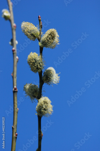 willow twig in the forest with a blossoming bud against the blue sky, Easter Sunday, vertical