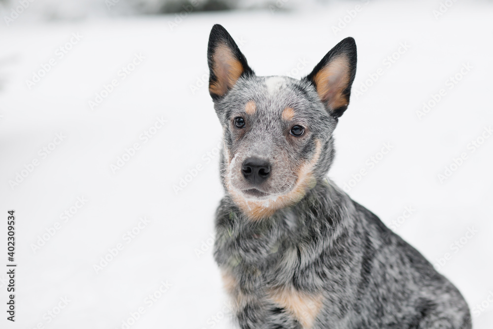 Healer sitting in winter. close up. Australian shepherd Dog and snowfall Healer sitting in winter. close up. Australian shepherd Dog and snowfall