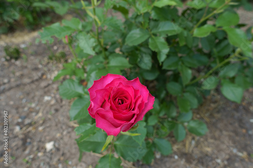 One magenta colored flower of rose in May