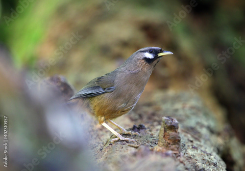 Sukatchev's Laughingthrush, Ianthocincla sukatschewi photo