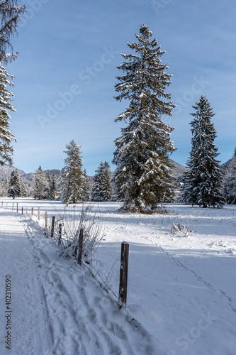 Schneelandschaft mit  Fichtenwald , blauem Himmel und Wolken im Winter  © H. Rambold