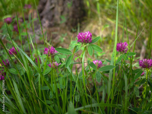 Zigzag clover, deep pink wild flower growing in a forest, closeup with selective focus