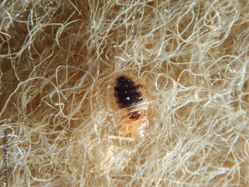 Foto Bed Bug on the upholstery of the sofa
