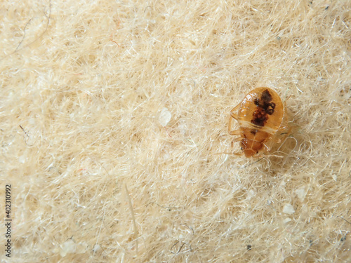 Bed Bug on the upholstery of the sofa