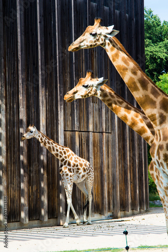 Photography Giraffes in zoo, Lyon