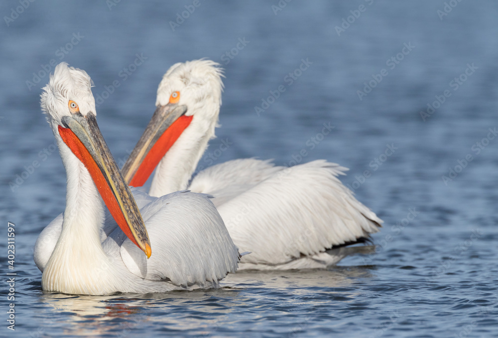 Kroeskoppelikaan, Dalmatian Pelican, Pelecanus crispus Kroeskoppelikaan, Dalmatian Pelican, Pelecanus crispus