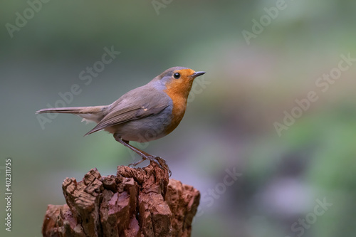 European Robin (Erithacus rubecula) on a tree trunk in the forest of Noord Brabant in the Netherlands.  © Albert Beukhof