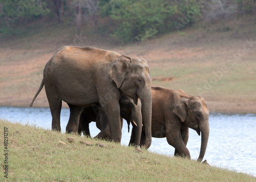 Asian Elephant  Elephas maximus indicus