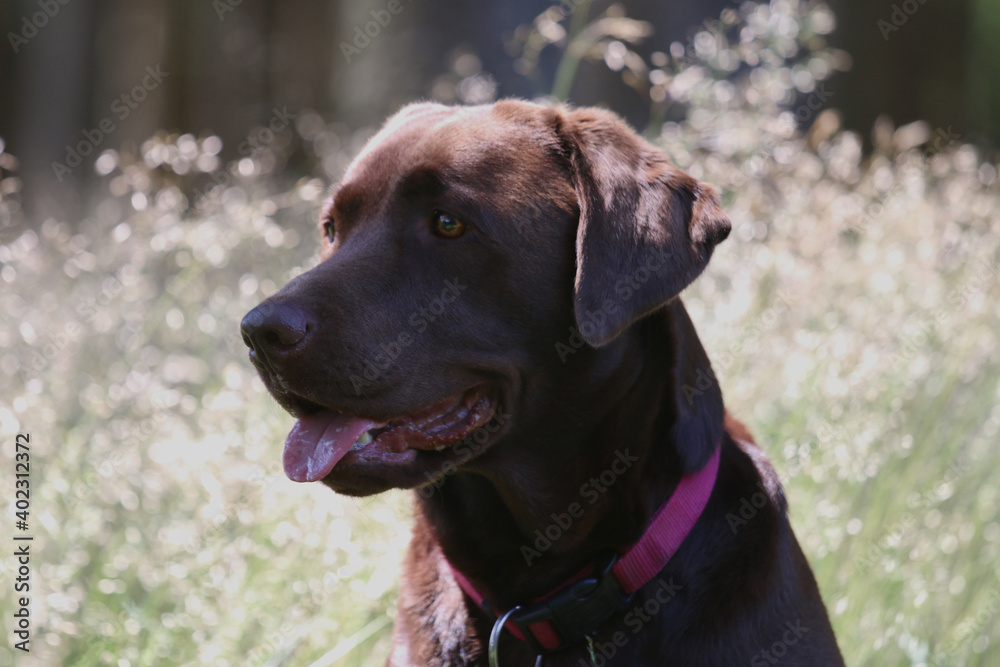 Labrador im Wald