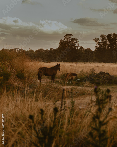 Horses together  white horse  brown horse  black and white horse  field  rural  nature animals