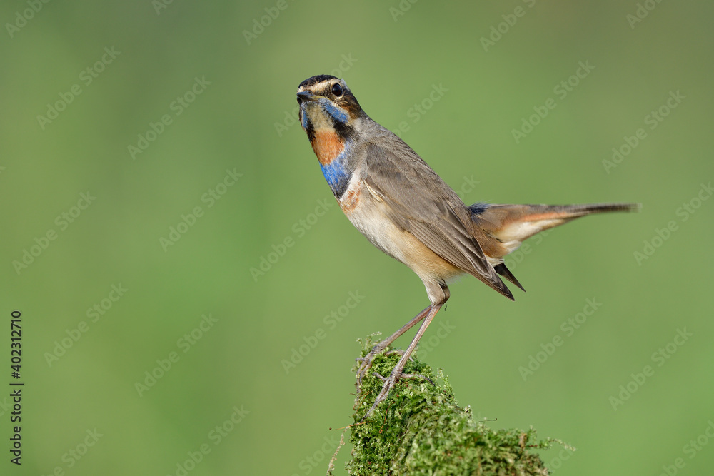 happy slim brown bird with colorful chest and chin expose on top of mossy spot ove green background happy slim brown bird with colorful chest and chin expose on top of mossy spot ove green background