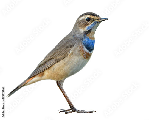 bird isolation on white background, male of blue throat a beautiful brown with colorful chest