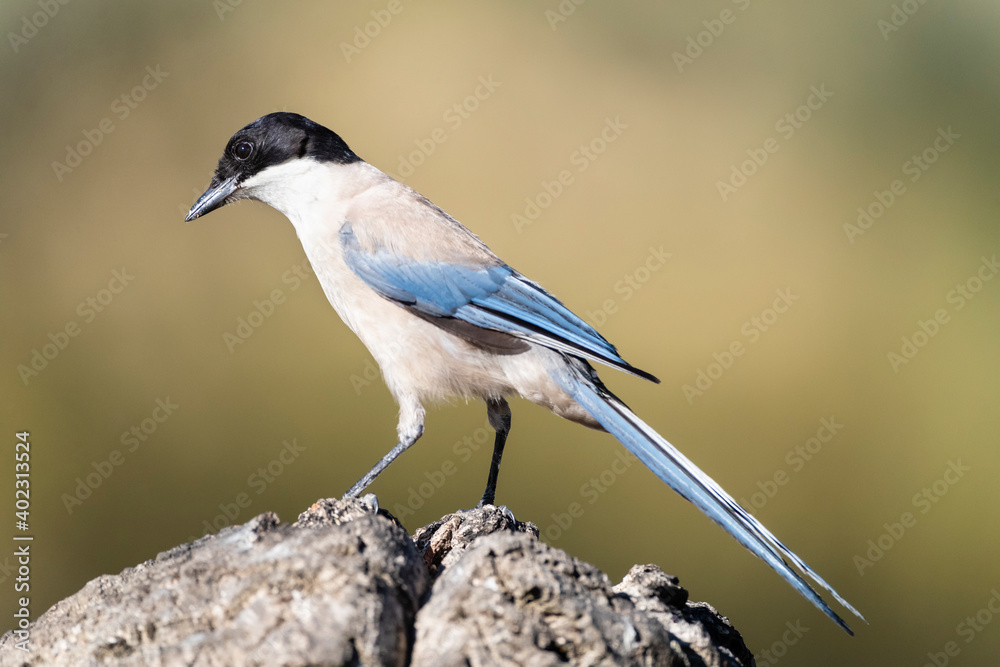 Obraz premium Blauwe Ekster, Iberian Magpie, Cyanopica cooki