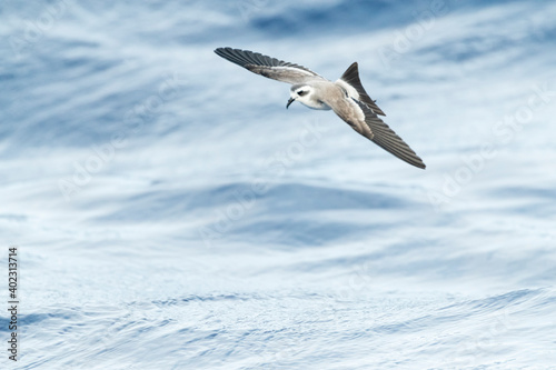 White-faced Storm-Petrel, Pelagodroma marina