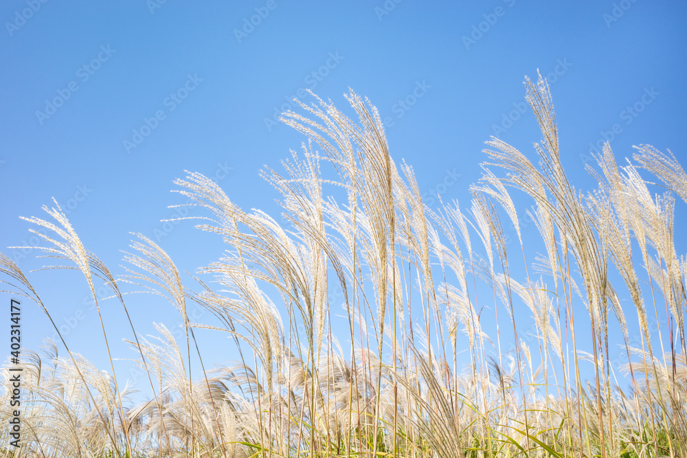すすき 青空 すすき 青空