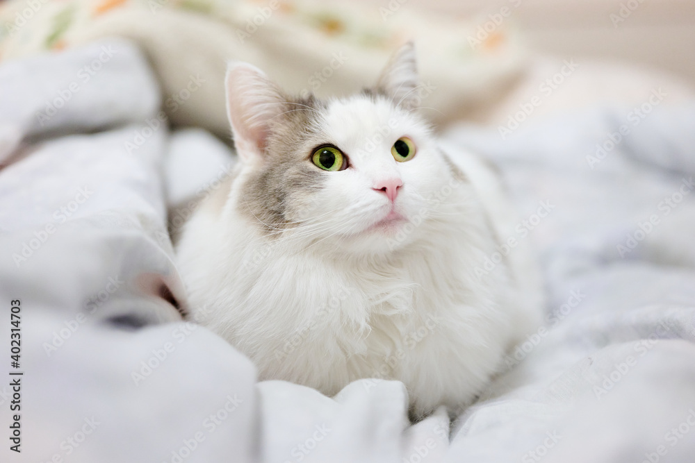 ベッドの上に座っている白猫が見上げている