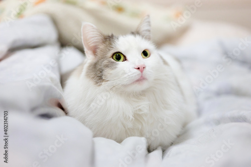 ベッドの上に座っている白猫が見上げている © Baeg Myeong Jun