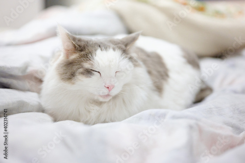 ベッドの上で寝ている白猫 © Baeg Myeong Jun