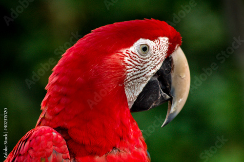 Ara Rouge