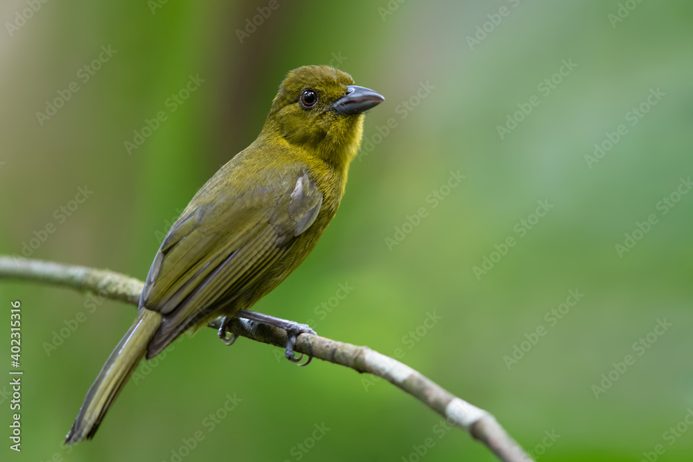 Carmiol's Tanager, Chlorothraupis carmioli Carmiol's Tanager, Chlorothraupis carmioli