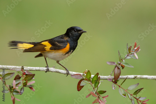 American Redstart, Setophaga ruticilla