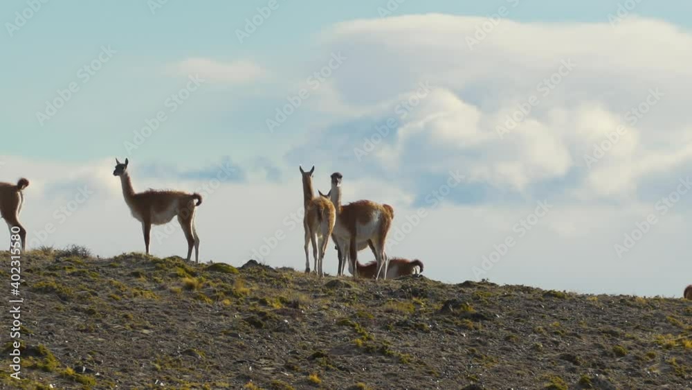 The animals walk together on the hill The animals walk together on the hill