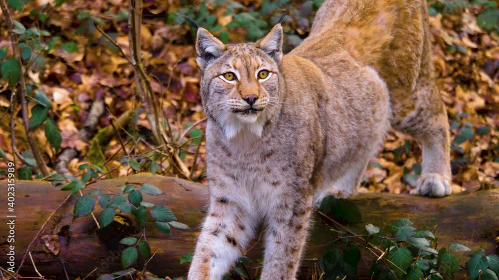 Close up of lynx cat on a sunny day in the woods in autumn. Close up of lynx cat on a sunny day in the woods in autumn.