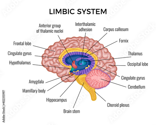 Brain Anatomy Infographics Illustration photo