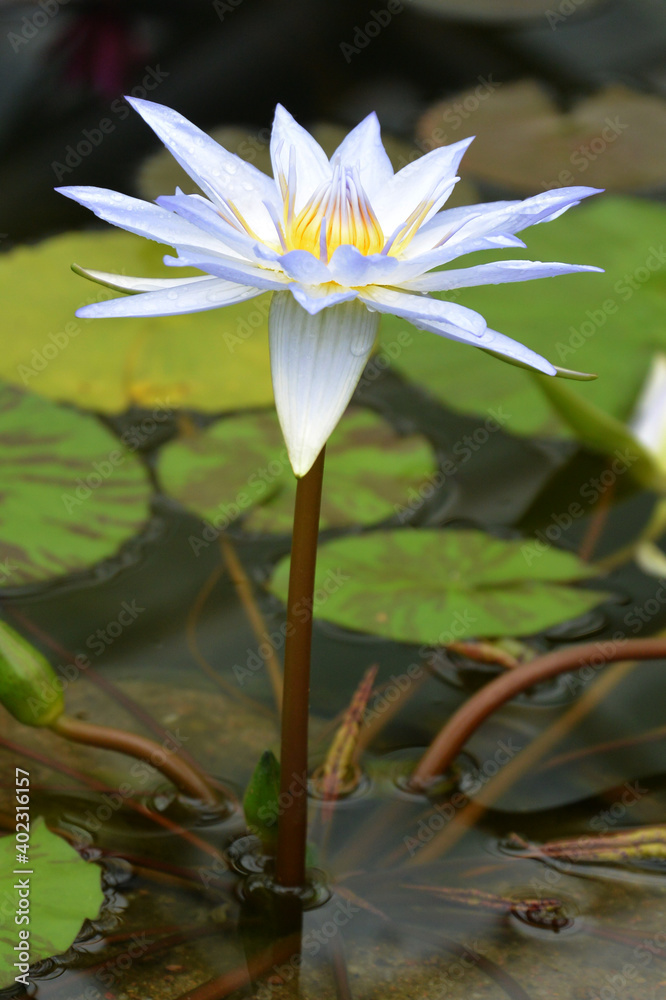 Blue lotus (blue Egyptian lotus or also blue water lily or blue Egyptian water lily), a water lily in the genus Nymphaea. It was known to the Ancient Egyptian civilizations. Blue lotus (blue Egyptian lotus or also blue water lily or blue Egyptian water lily), a water lily in the genus Nymphaea. It was known to the Ancient Egyptian civilizations.