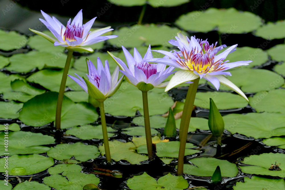 Blue lotus (blue Egyptian lotus or also blue water lily or blue Egyptian water lily), a water lily in the genus Nymphaea. It was known to the Ancient Egyptian civilizations. Blue lotus (blue Egyptian lotus or also blue water lily or blue Egyptian water lily), a water lily in the genus Nymphaea. It was known to the Ancient Egyptian civilizations.